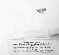 Wuestneia chrysostroma image